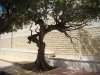 Shrine-Habil-bin-Adam-Zabadan-Shaam-Ziarat-2011-558